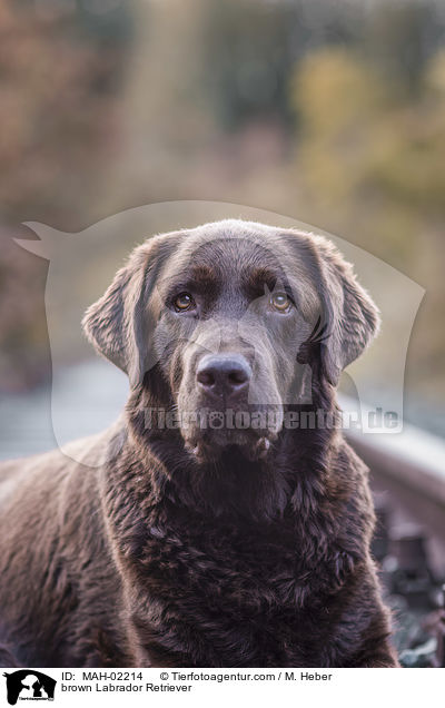 brauner Labrador Retriever / brown Labrador Retriever / MAH-02214