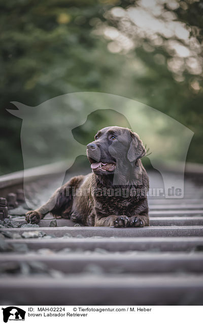 brauner Labrador Retriever / brown Labrador Retriever / MAH-02224