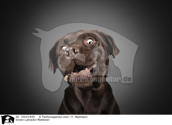 brauner Labrador Retriever / brown Labrador Retriever / VH-01445
