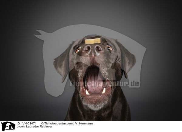 brauner Labrador Retriever / brown Labrador Retriever / VH-01471