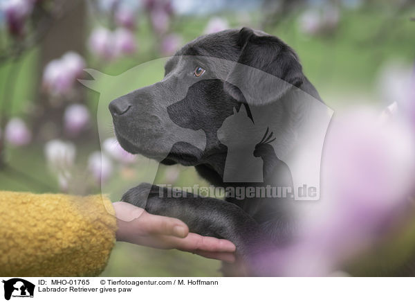 Labrador Retriever gibt Pftchen / Labrador Retriever gives paw / MHO-01765