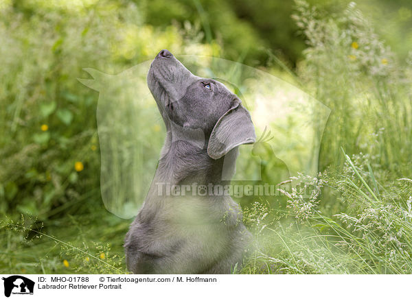 Labrador Retriever Portrait / MHO-01788