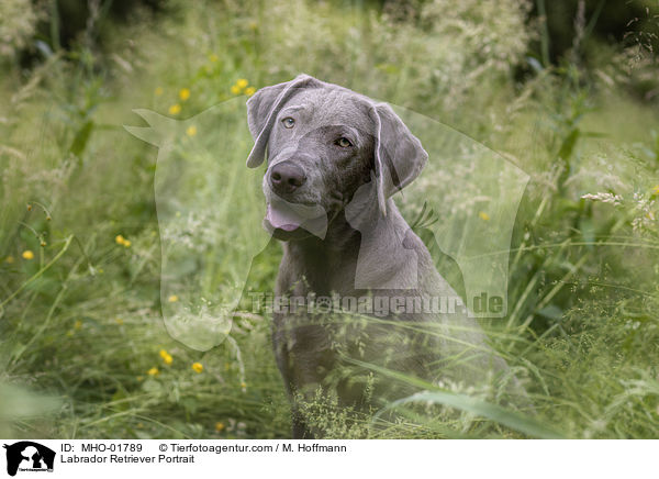 Labrador Retriever Portrait / MHO-01789