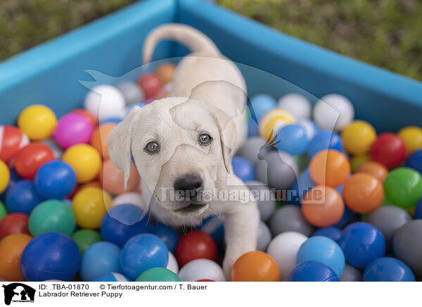 Labrador Retriever Puppy / TBA-01870