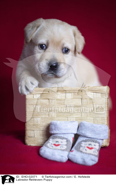 Labrador Retriever Welpe / Labrador Retrievern Puppy / EHO-02071