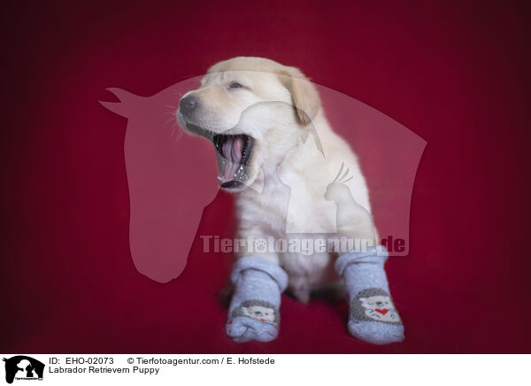Labrador Retriever Welpe / Labrador Retrievern Puppy / EHO-02073