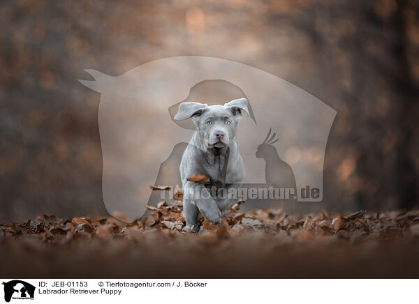 Labrador Retriever Puppy / JEB-01153