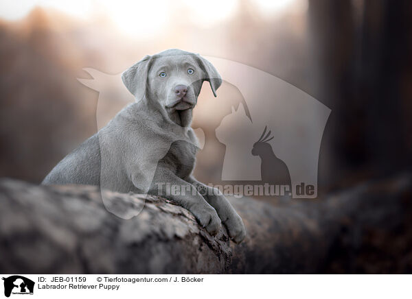 Labrador Retriever Puppy / JEB-01159