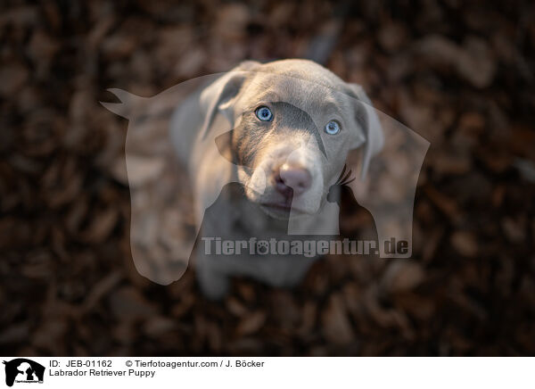 Labrador Retriever Puppy / JEB-01162
