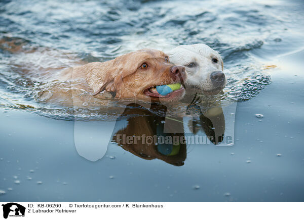2 Labrador Retriever / KB-06260