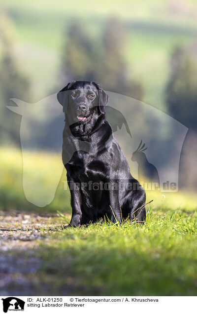 sitting Labrador Retriever / ALK-01250