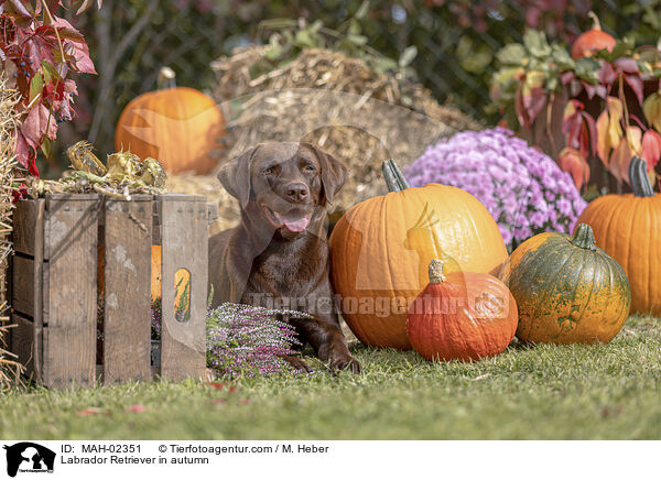 Labrador Retriever im Herbst / Labrador Retriever in autumn / MAH-02351