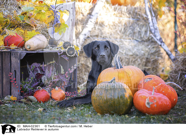 Labrador Retriever im Herbst / Labrador Retriever in autumn / MAH-02361