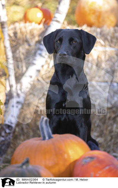 Labrador Retriever im Herbst / Labrador Retriever in autumn / MAH-02364