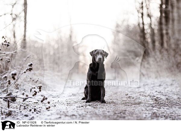 Labrador Retriever im Winter / Labrador Retriever in winter / NP-01928