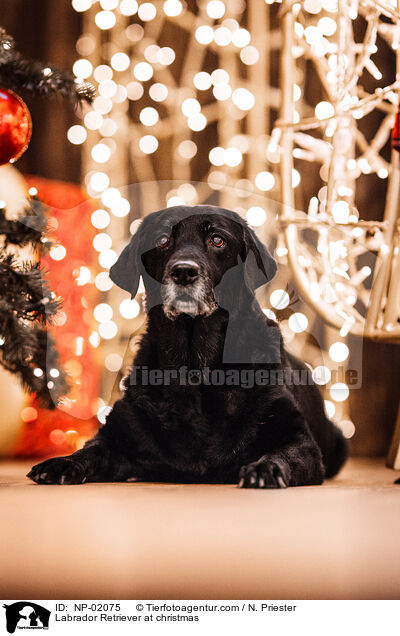 Labrador Retriever an Weihnachten / Labrador Retriever at christmas / NP-02075