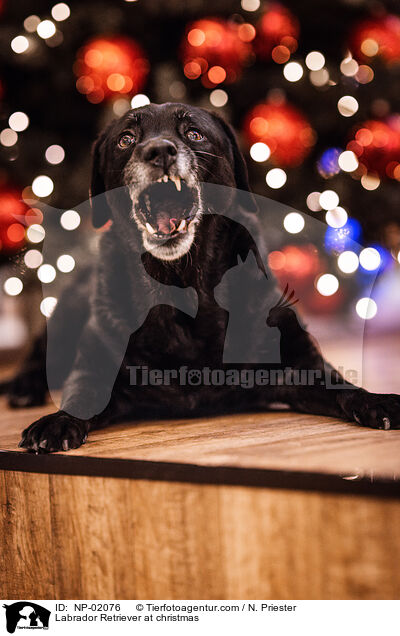 Labrador Retriever at christmas / NP-02076