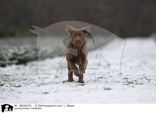 young brown Labrador / JM-06279