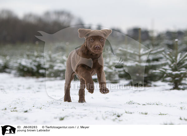 young brown Labrador / JM-06283