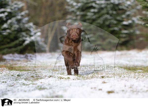 young brown Labrador / JM-06295