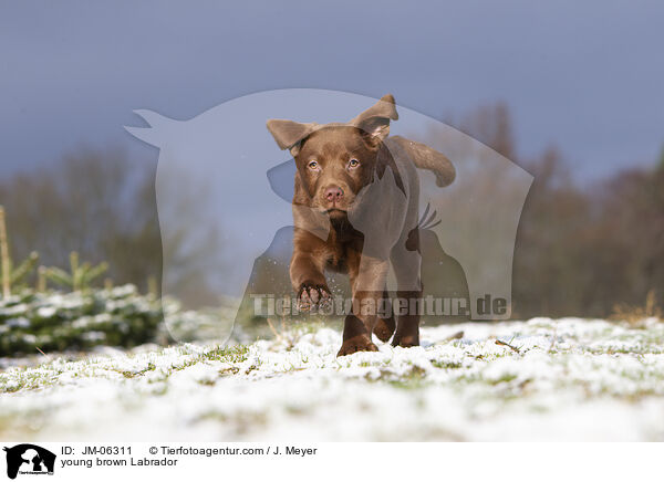 young brown Labrador / JM-06311