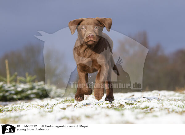 young brown Labrador / JM-06312
