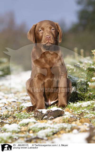 young brown Labrador / JM-06315