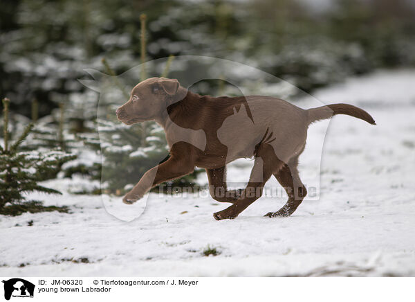 young brown Labrador / JM-06320
