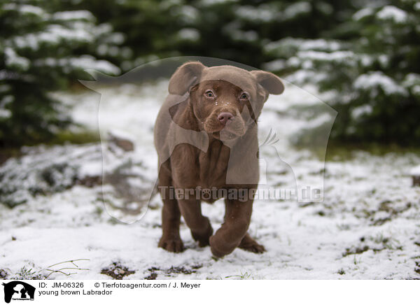 young brown Labrador / JM-06326