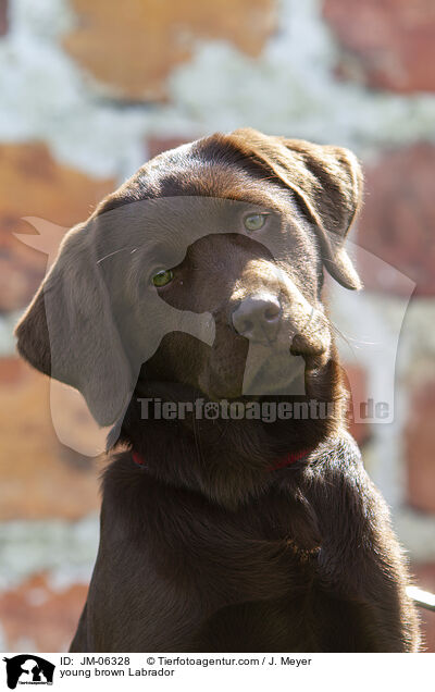 young brown Labrador / JM-06328