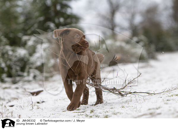 young brown Labrador / JM-06332