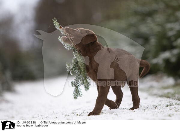 young brown Labrador / JM-06338