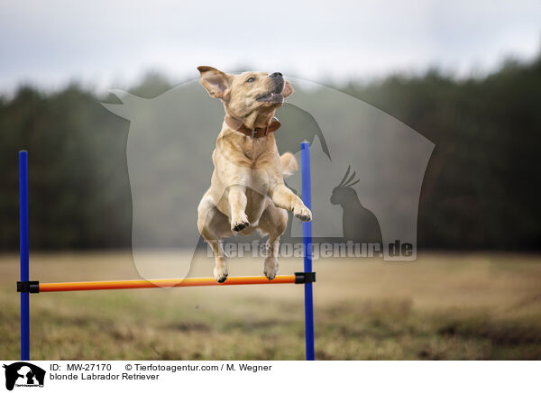 blonder Labrador Retriever / blonde Labrador Retriever / MW-27170