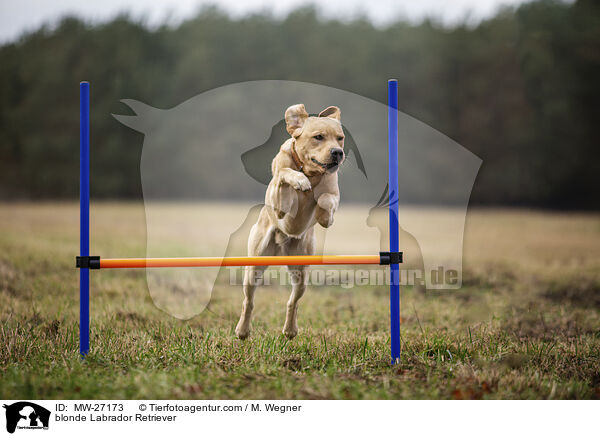 blonder Labrador Retriever / blonde Labrador Retriever / MW-27173