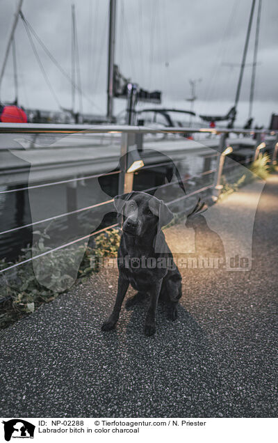 Labrador Hndin in der Farbe charcoal / Labrador bitch in color charcoal / NP-02288
