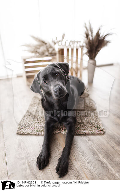 Labrador Hndin in der Farbe charcoal / Labrador bitch in color charcoal / NP-02303
