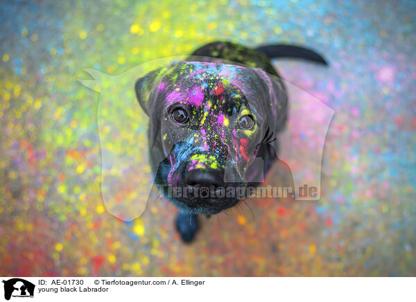 schwarzer junger Labrador / young black Labrador / AE-01730