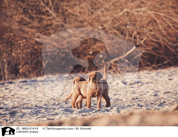 Labrador puppy / MAS-01414