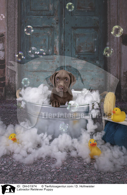 Labrador Retriever Puppy / DH-01974
