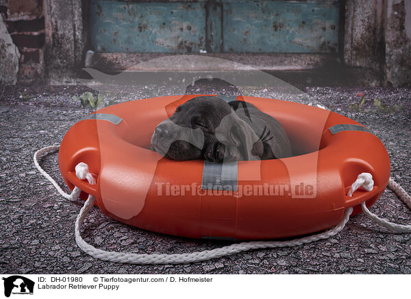 Labrador Retriever Puppy / DH-01980