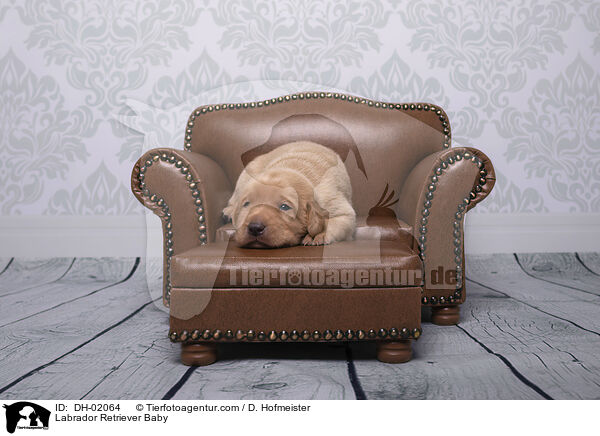 Labrador Retriever Baby / DH-02064