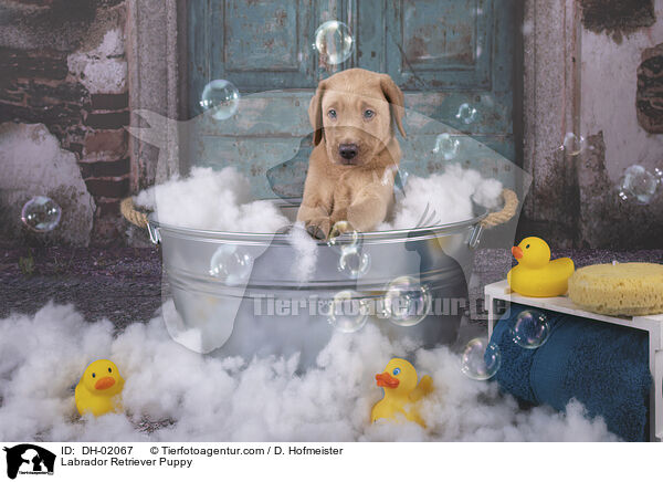 Labrador Retriever Puppy / DH-02067