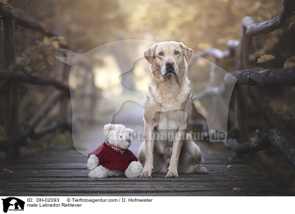 Labrador Retriever Rde / male Labrador Retriever / DH-02093