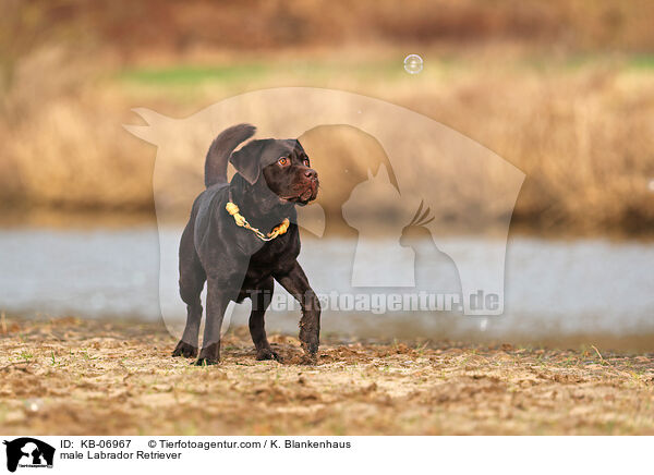 Labrador Retriever Rde / male Labrador Retriever / KB-06967