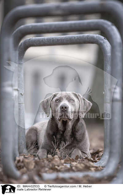 Labrador Retriever Rde / male Labrador Retriever / MAH-02533