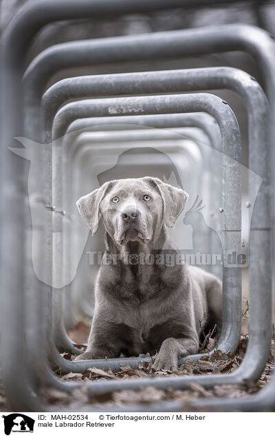 Labrador Retriever Rde / male Labrador Retriever / MAH-02534