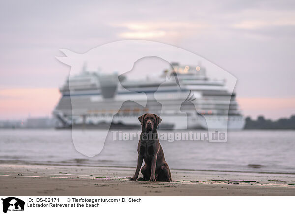 Labrador Retriever at the beach / DS-02171
