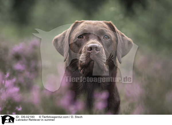 Labrador Retriever im Sommer / Labrador Retriever in summer / DS-02180