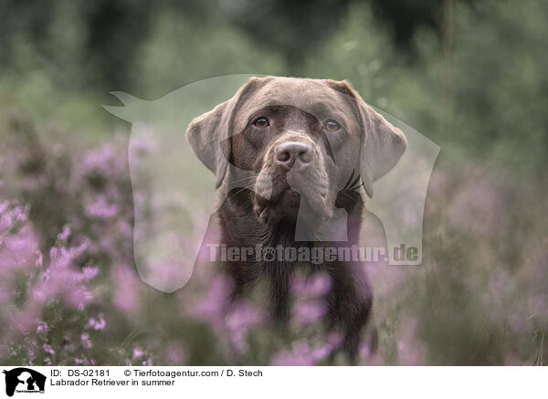 Labrador Retriever in summer / DS-02181
