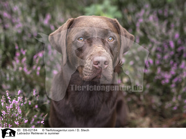 Labrador Retriever im Sommer / Labrador Retriever in summer / DS-02184